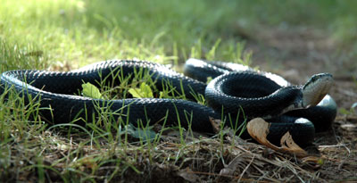 snake.jpg
